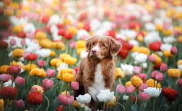 Spring Puppy Desktop Wallpapers