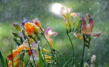 Spring Rainy Day Wallpapers