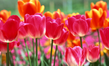 Spring Tulips Wallpapers