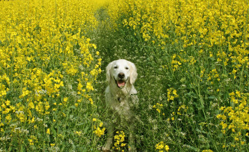 Spring Wallpaper with Dogs