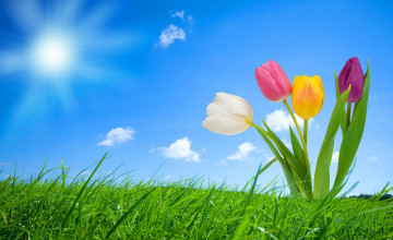 Springtime Backgrounds Wallpapers