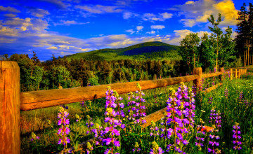 Springtime Desktop Wallpaper