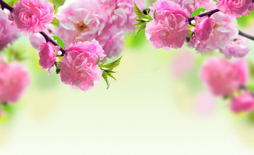 Springtime Flowers Wallpaper
