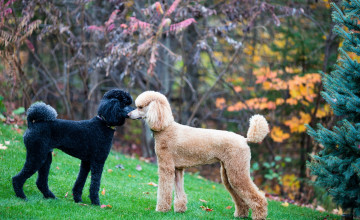 Standard Poodle Wallpapers