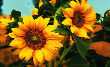 Sunflower Backgrounds
