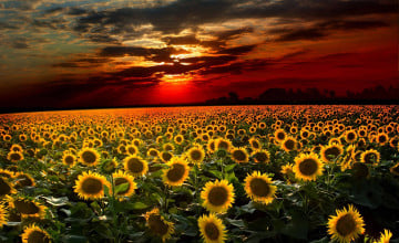 Sunflower Field