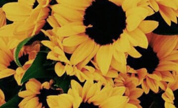 Sunflower iPhone 7 Plus Wallpaper