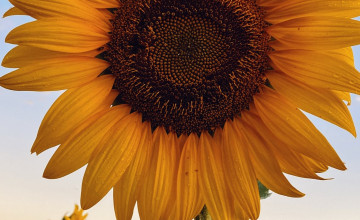 Sunflower iPhone Wallpapers