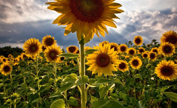 Sunflower Screensaver and