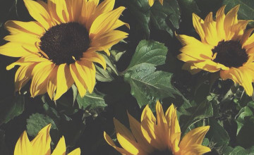 Sunglower Backgrounds