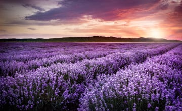 Sunset Lavender Field Wallpapers