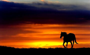 Sunset With Horses Wallpapers