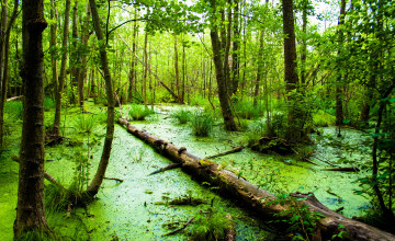Swamp for Desktop