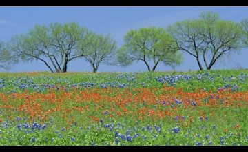 Texas Wildflowers Free Wallpaper