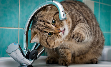 Thirsty Wallpapers