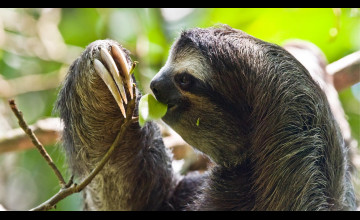 Three Toed Sloth Wallpapers