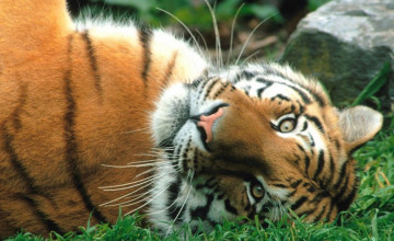 Tiger Desktop Wallpaper Free