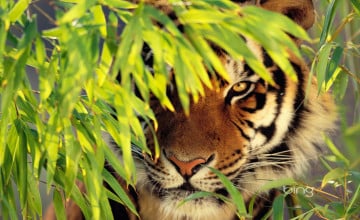 Tiger Desktop Wallpapers