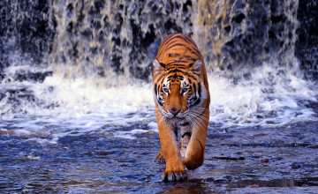 Tiger in Water Wallpapers