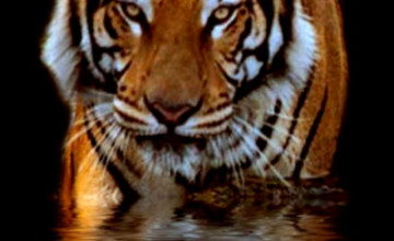 Tiger iPhone