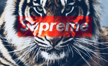Tiger iPhone Wallpaper Supreme