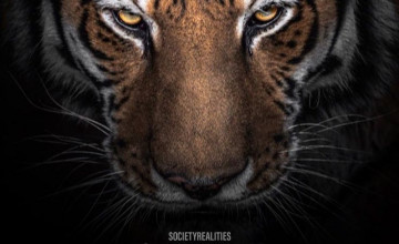 Tiger Quotes Wallpapers