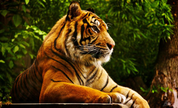 Tiger Desktop 1680x1050