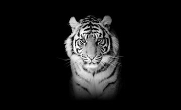 Tiger Wallpaper for iPad