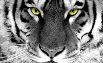 Tiger Wallpapers for Laptops