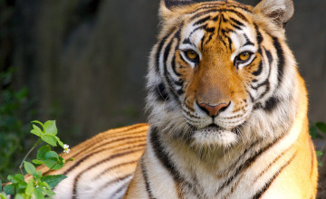 Tiger Wallpaper Free Download