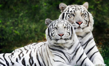 Tigers Pictures Wallpaper