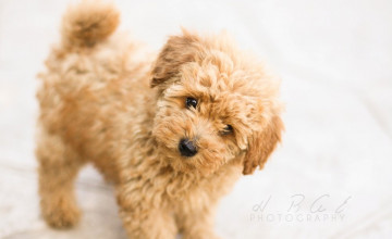 Toy Poodle Wallpapers