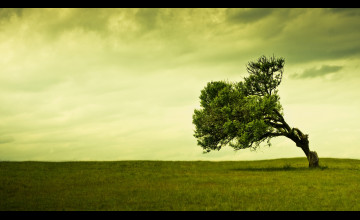 Tree Background Images