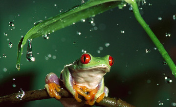 Tree Frog Wallpaper