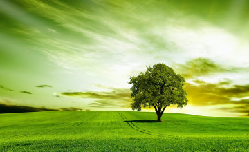 Tree Nature Wallpapers