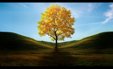 Tree Wallpapers