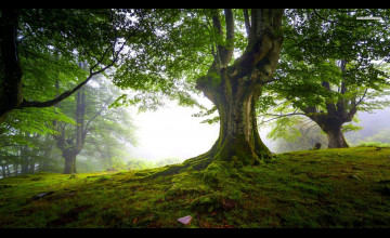 Trees Wallpapers