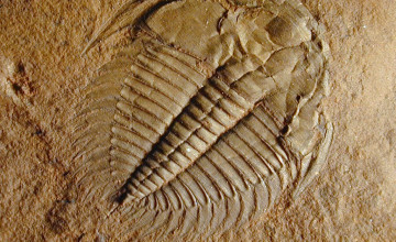 Trilobite Wallpapers