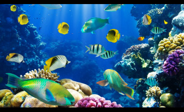 Tropical Fish Desktop Wallpaper
