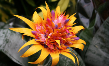 Tropical Flower 
