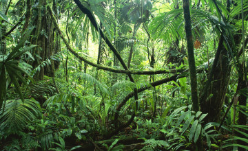Tropical Jungle Wallpaper