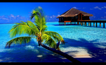 Tropical Wallpapers for Computers