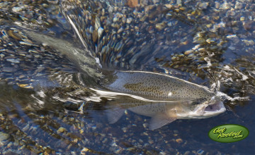 Trout Pictures