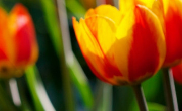 Tulip for iPhone
