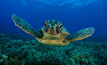 Turtle Backgrounds Wallpapers