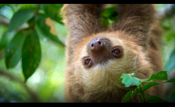 Two-toed Sloths