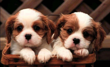 Very Cute Puppies Wallpapers