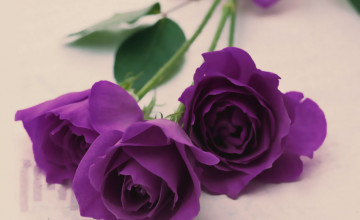 Violet Rose Wallpapers