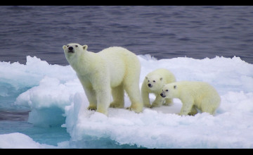 Wallpapers and Screensavers Free Polar Bears
