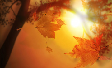Wallpapers Autumn Leaves